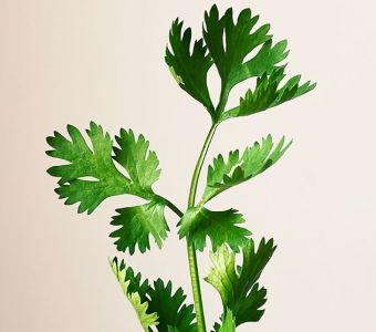 Parsley
