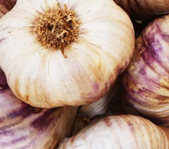 Garlic